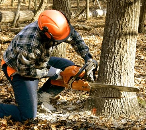 Tree Removal in Caledonia, MS